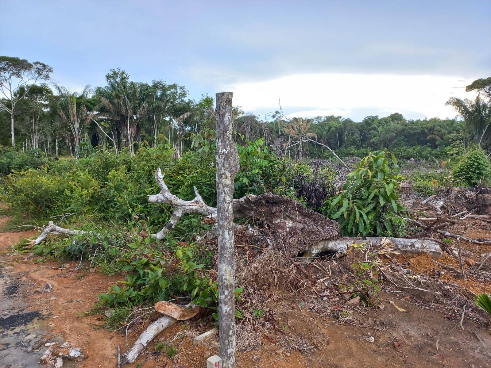 Terreno à venda, 1000m² - Foto 3